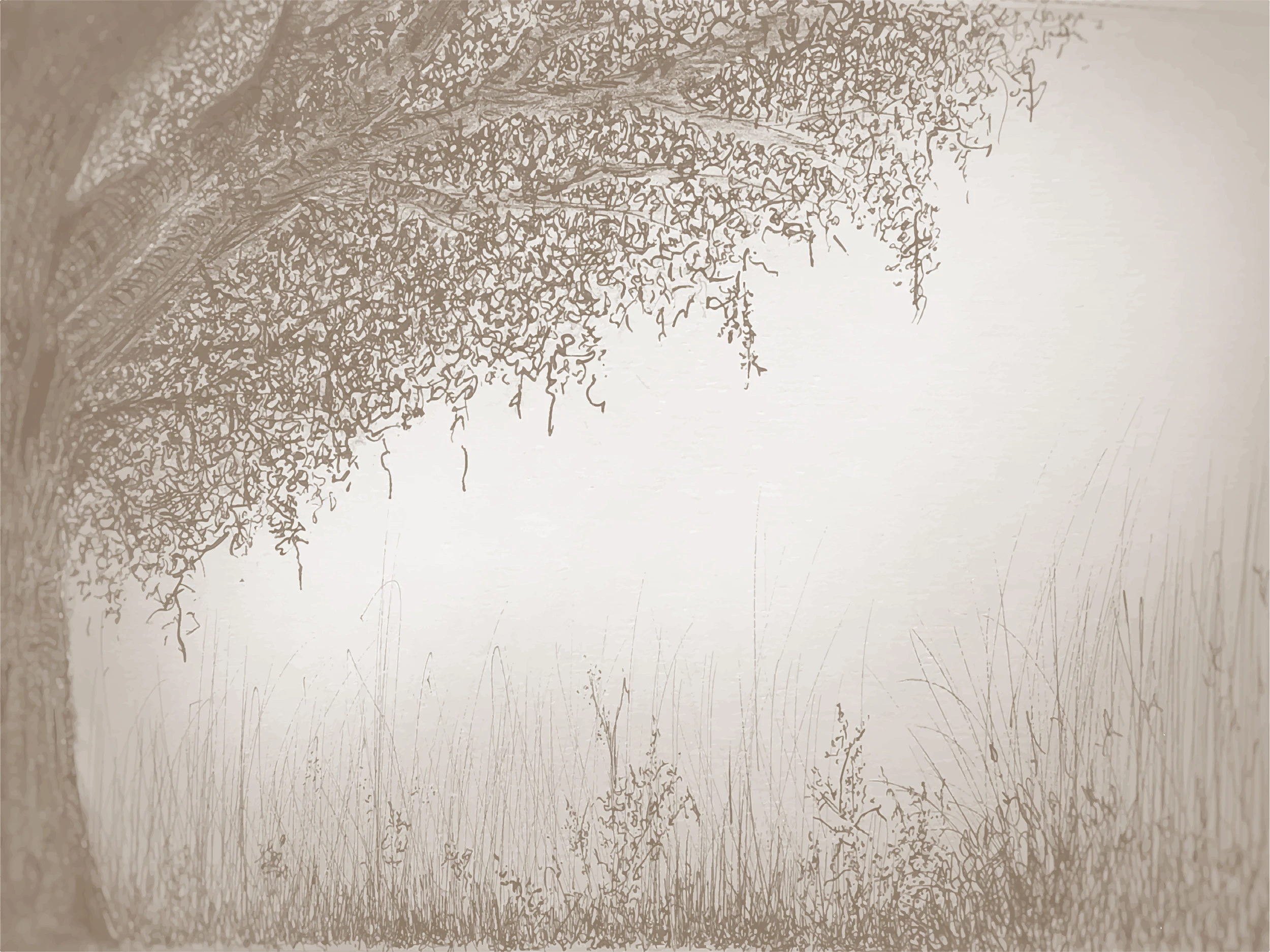 Papier peint arbre saule pleureur esquisse nature romantique