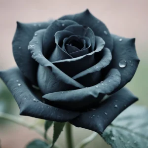 Rose Noire Élégante avec Gouttes de Rosée sur Fond Flou