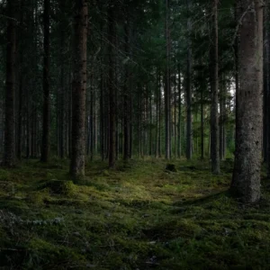 Papier Peint Forêt Dense de Conifères Atmosphère Mystérieuse Nordique
