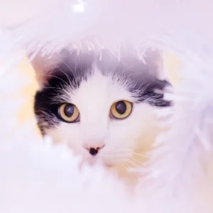 Papier peint chaton blanc aux yeux dorés sur fond pastel