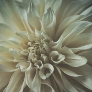 Papier peint fleur dahlia blanc crème élégance naturelle macro