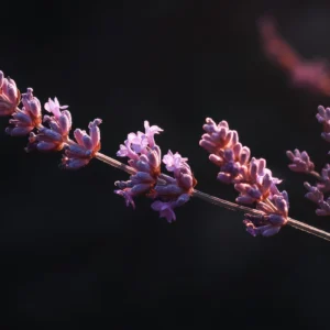 Papier peint lavande violette artistique sur fond noir dramatique