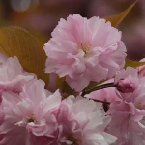 Papier peint fleurs de cerisier roses double épaisseur romantique