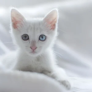 Papier Peint Chaton Blanc aux Yeux Bleus sur Textile Doux