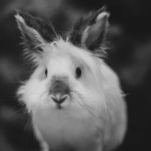 Portrait de Lapin Noir et Blanc Style Photographique Artistique