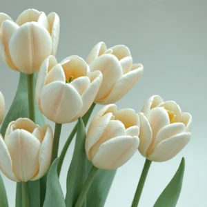 Papier peint tulipes blanches élégantes sur fond neutre délicat