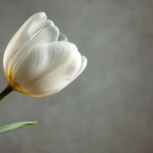 Tulipe Blanche Élégante sur Fond Doux et Naturel