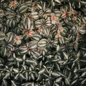 Papier Peint Jungle Tropicale aux Feuillages Luxuriants et Fleurs Corail