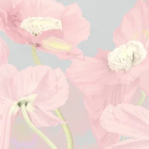 Papier Peint Floral Rose Poudré Pivoines Délicates Style Romantique