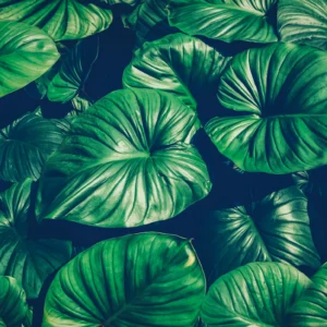 Papier peint tropical feuilles géantes vert luxuriant jungle exotique