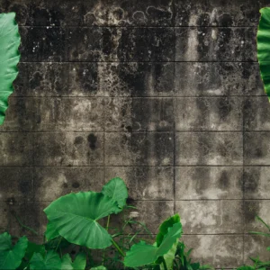 Papier peint mur végétal tropical feuilles vertes effet béton