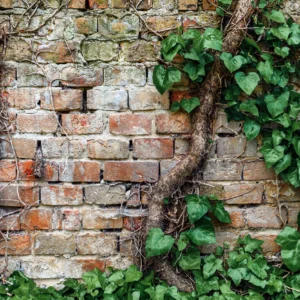 Papier Peint Mur de Briques Anciennes avec Végétation Luxuriante