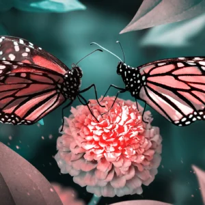 Papier Peint Papillons Roses sur Fleur Corail Ambiance Tropicale