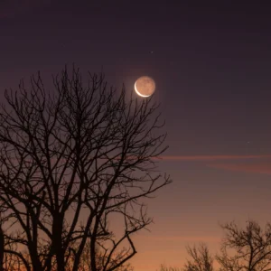 Papier peint nocturne lune dorée et arbres silhouettes ciel étoilé