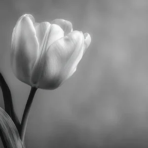 Papier Peint Tulipe Noir et Blanc Élégance Botanique
