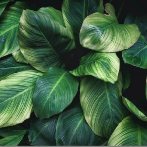 Papier Peint Feuillage Tropical Vert Luxuriant Motif Botanique