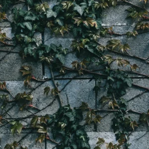 Papier Peint Lierre Grimpant sur Mur de Pierres Naturelles