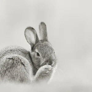 Papier peint lapin gris doux portrait artistique nature minimaliste