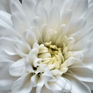 Papier peint macro fleur blanche délicate aux nuances subtiles