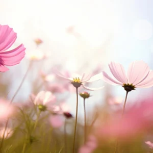 Papier peint cosmos roses délicats champ fleuri lumineux pastoral
