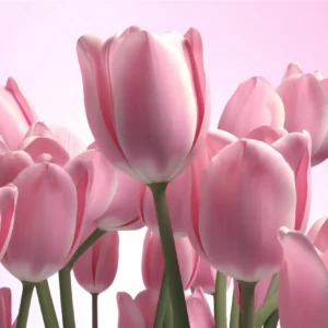 Papier peint tulipes roses délicates sur fond doux pastel