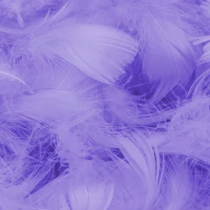 Papier Peint Plumes Violettes Douceur Etheree Texture Delicate