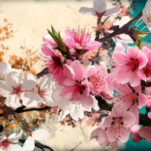 Papier peint fleurs de cerisier roses et blanches aquarelle colorée