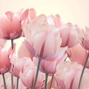 Papier Peint Tulipes Rose Tendre Ambiance Romantique Florale