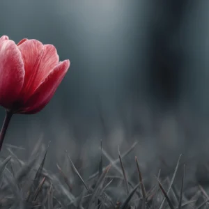 Tulipe Rouge Solitaire sur Fond Naturel Brumeux et Artistique