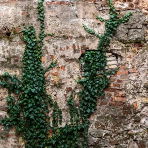 Papier Peint Mur de Pierre Ancien avec Lierre Grimpant Naturel