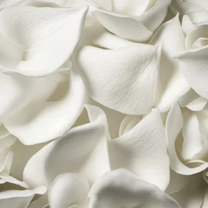 Papier Peint Pétales de Fleurs Blanches Délicates et Romantiques