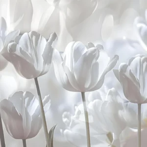 Papier peint tulipes blanches délicates style romantique et épuré