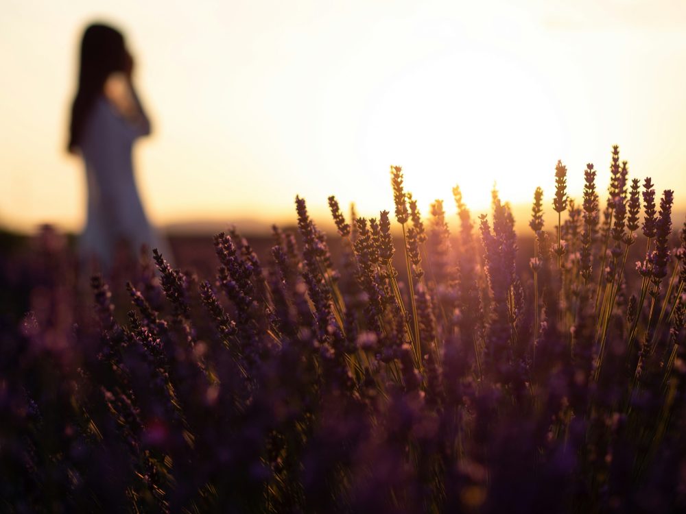 Papier peint champ lavande coucher soleil silhouette romantique