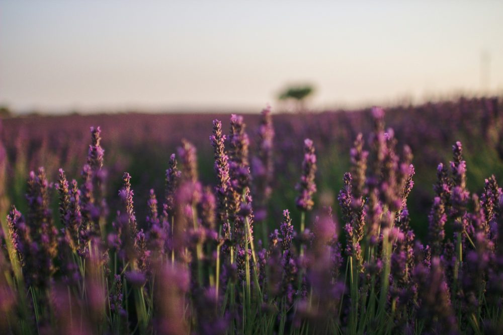 Papier peint champ de lavande en fleurs violettes naturelles
